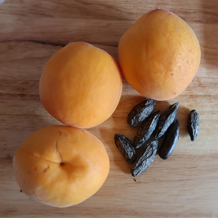Apricots with tonka beans