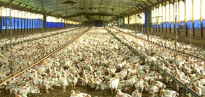 Intensively reared chicken