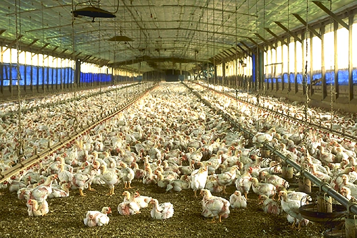 Intensively reared chicken