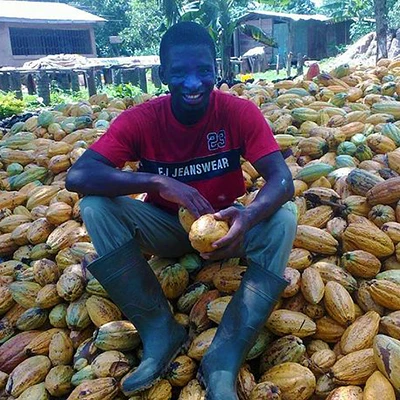 Cocoa farming in Ghana