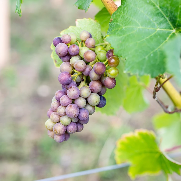 Grapes at Flint Vineyard