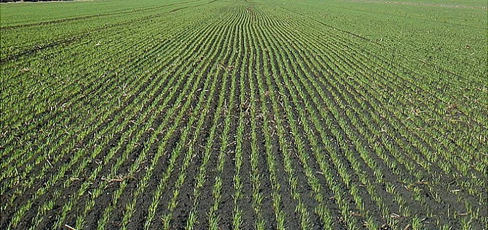 Intensive agriculture