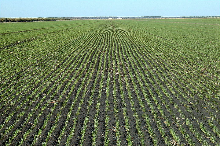 Intensive agriculture