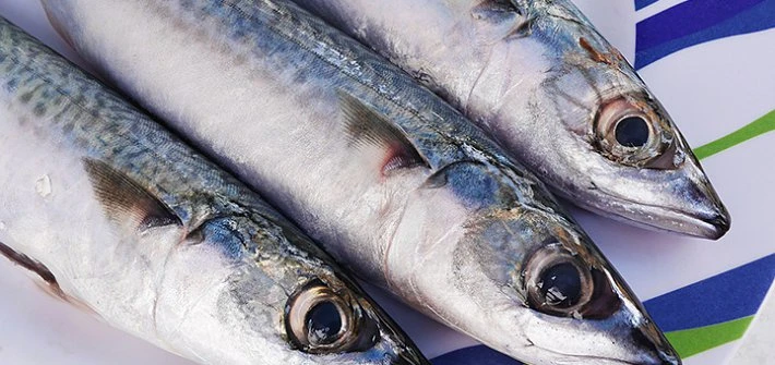 Mackerel