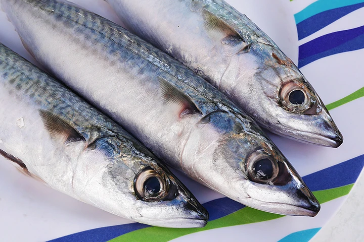 Mackerel