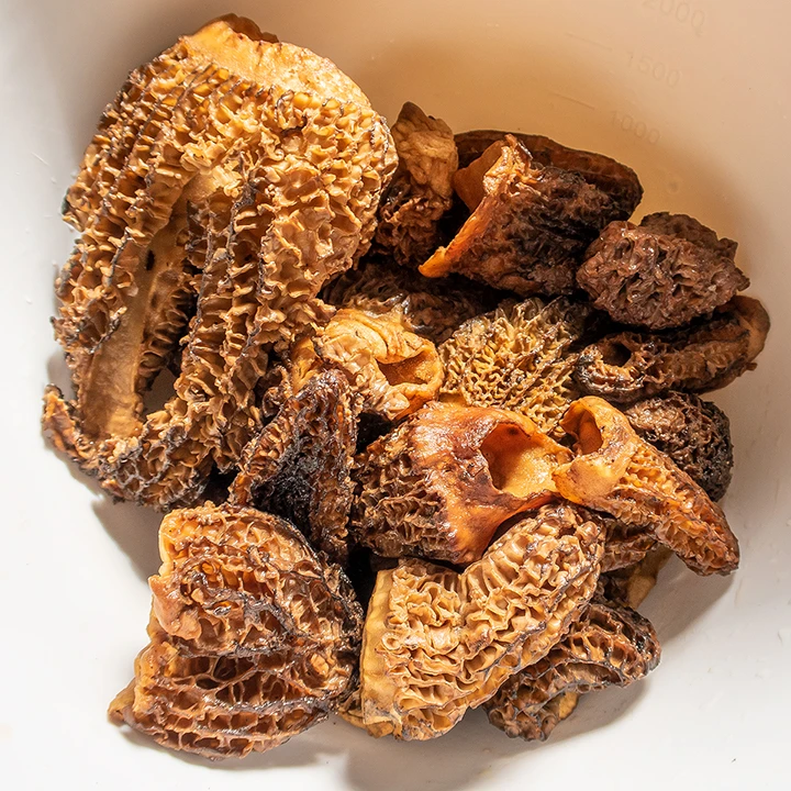 Morel mushrooms