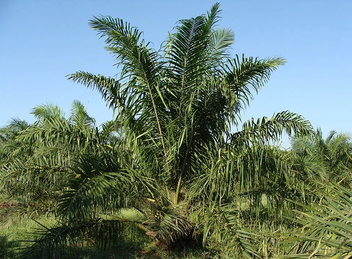 Oil palm