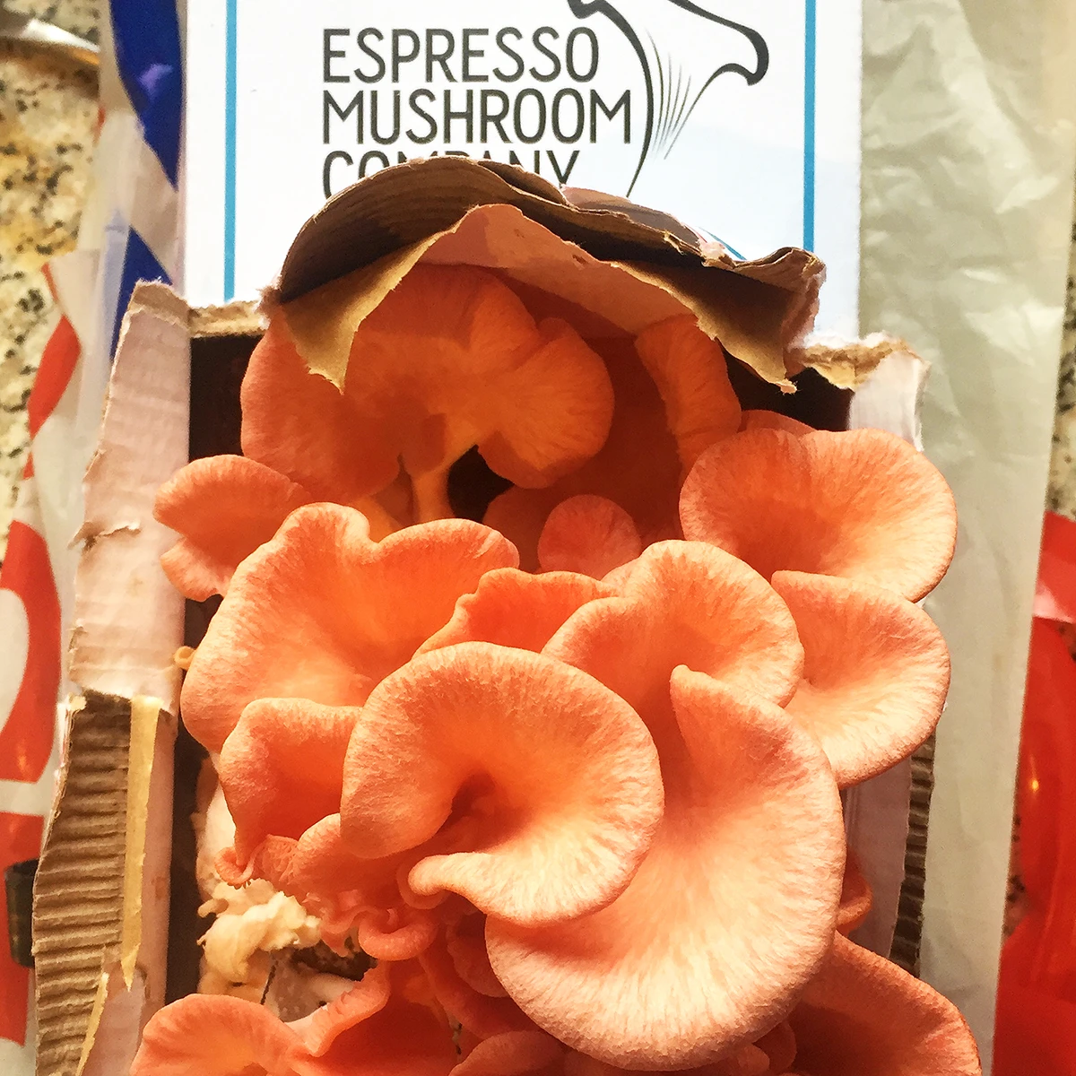 Espresso Mushroom Hot Pinks