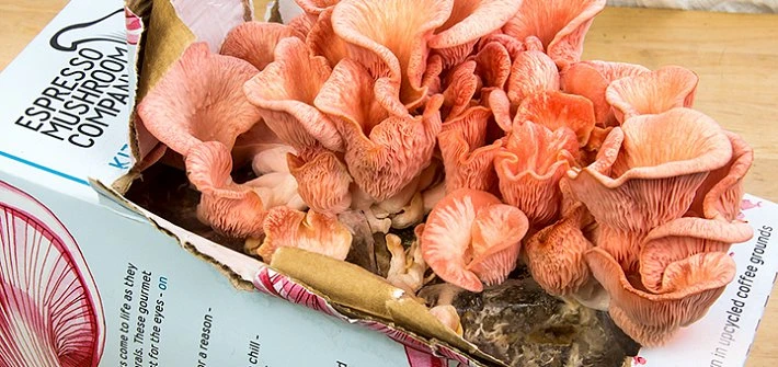 Espresso Mushroom Hot Pink Mushrooms