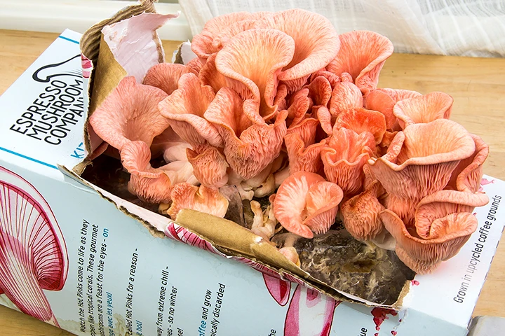 Espresso Mushroom Hot Pink Mushrooms