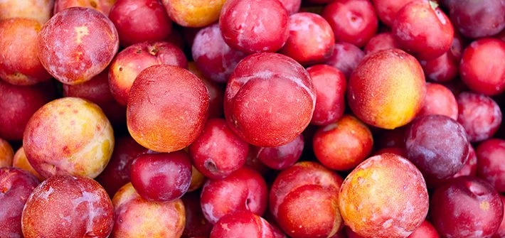 Plums and sustainability