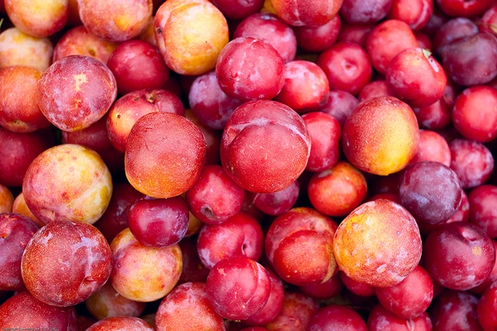 Plums and sustainability